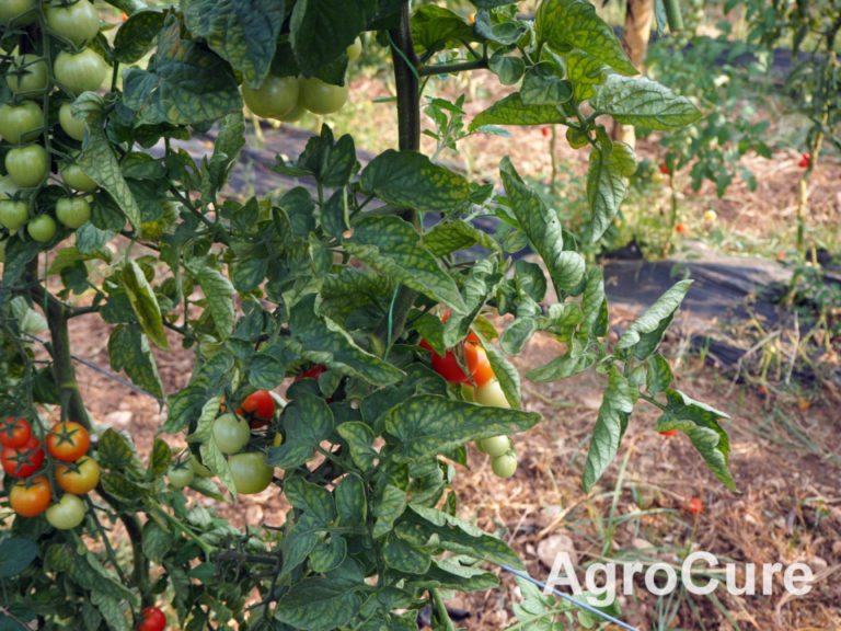 Magnesium deficiency on tomato AgroCure