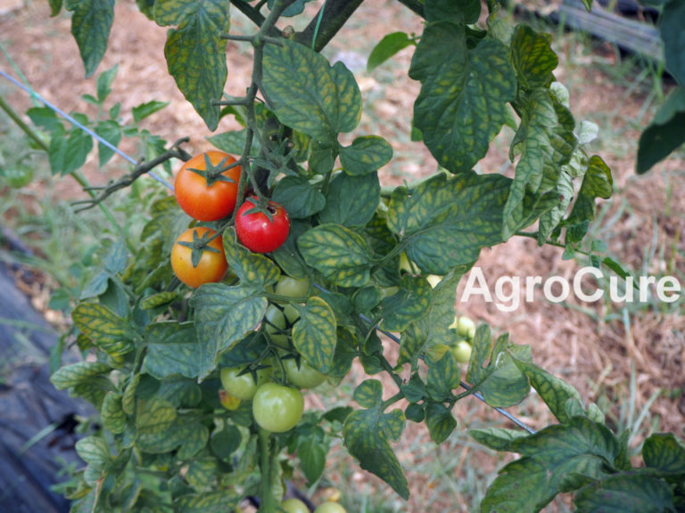 Magnesium deficiency on tomato AgroCure