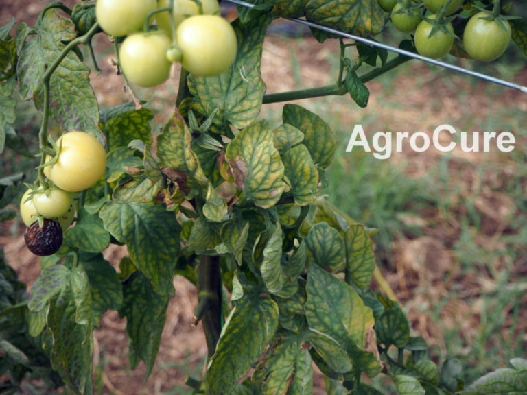 Magnesium deficiency on tomato AgroCure